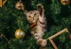 Un chat dans un sapin