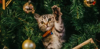 Un chat dans un sapin