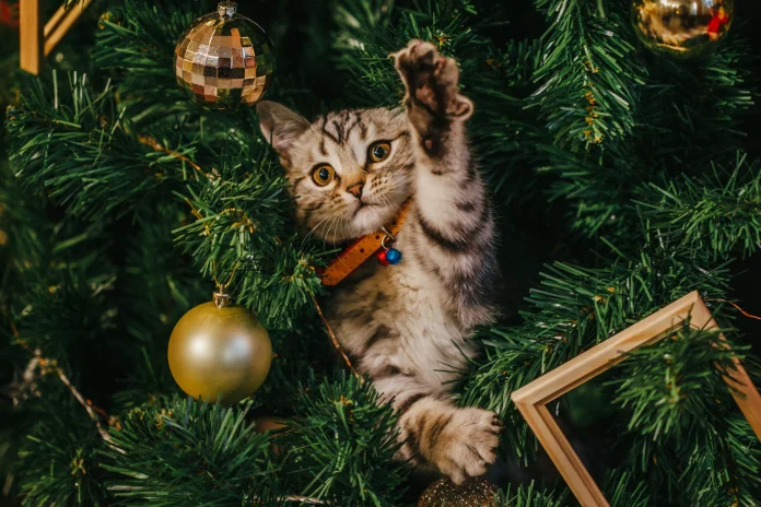 Un chat dans un sapin