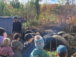 groupe de jeunes élèves au milieu d'un troupeau de cochons