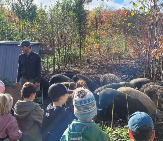 groupe de jeunes élèves au milieu d'un troupeau de cochons