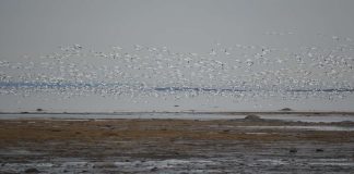 Des oies blanches se rassemblent avant la grande migration