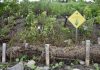 Un projet de revégétalisation des berges grâce à un partenariat avec la ZIP Saguenay-Charlevoix se réalise à L'Anse-Saint-Jean