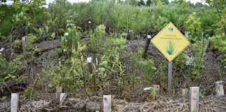 Un projet de revégétalisation des berges grâce à un partenariat avec la ZIP Saguenay-Charlevoix se réalise à L'Anse-Saint-Jean
