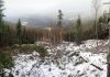 Une forêt partiellement bûchée sous la neige