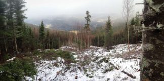 Une forêt partiellement bûchée sous la neige